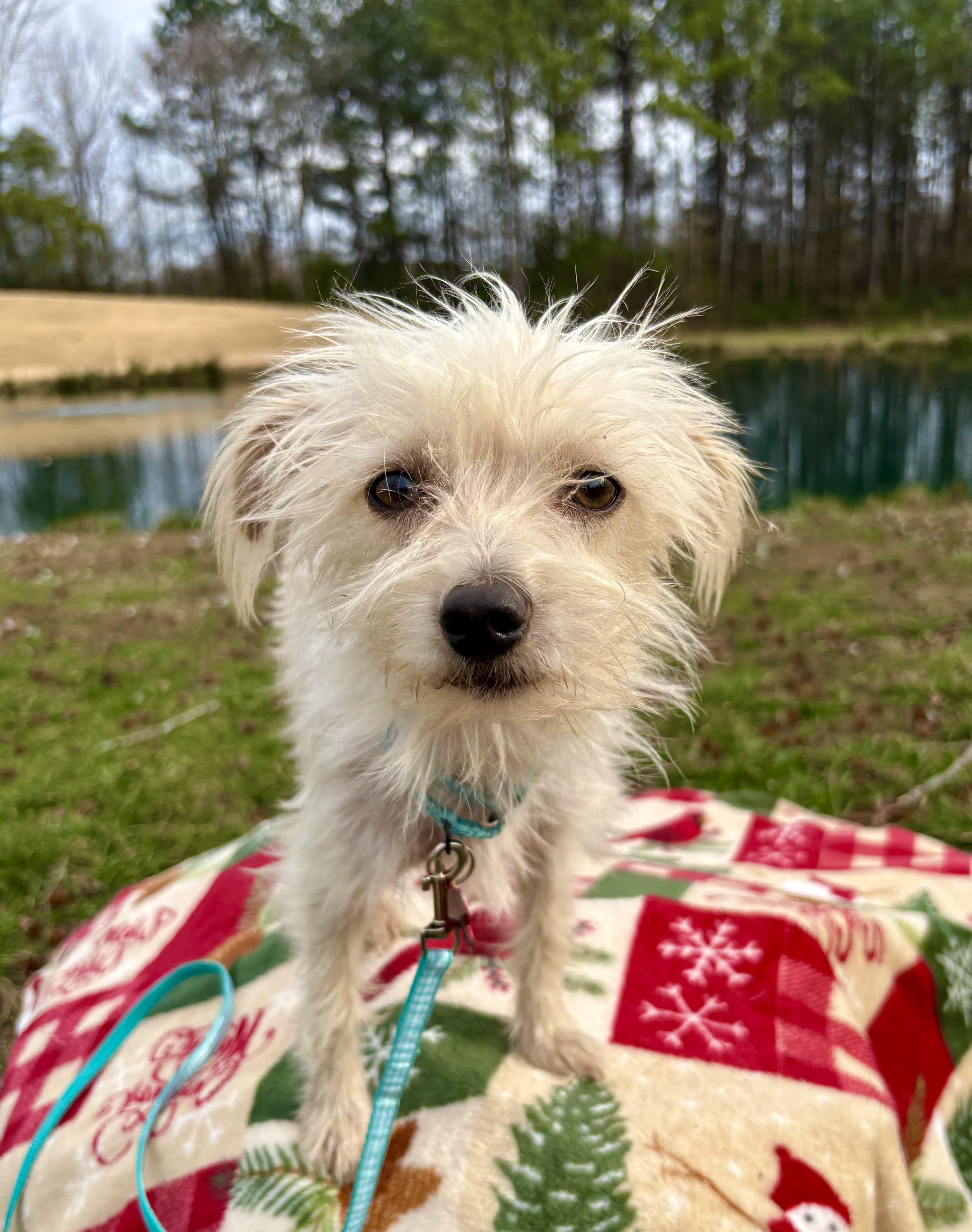 Jubilee, adoptable, Adult Female Maltese & Yorkie Poo.