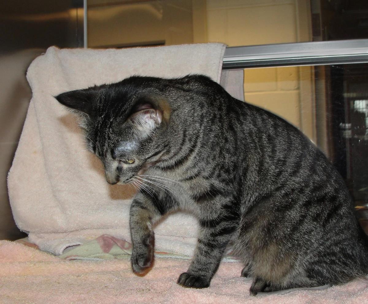 Enlarge Thread, a Adoptable mixed breed in Plover, WI image 1/4
