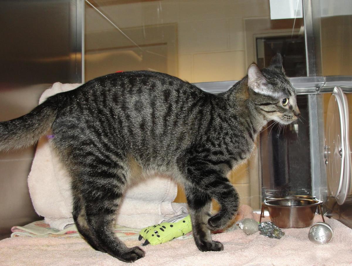 Enlarge Thread, a Adoptable mixed breed in Plover, WI image 2/4