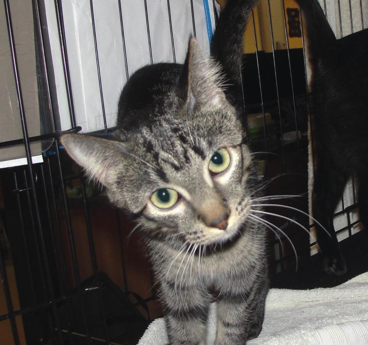 Enlarge Thread, a Adoptable mixed breed in Plover, WI image 3/4