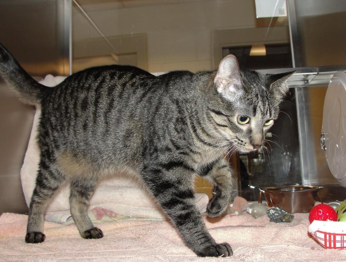 Enlarge Thread, a Adoptable mixed breed in Plover, WI image 4/4