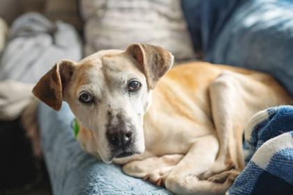 FRECKLES — thumbnail 4