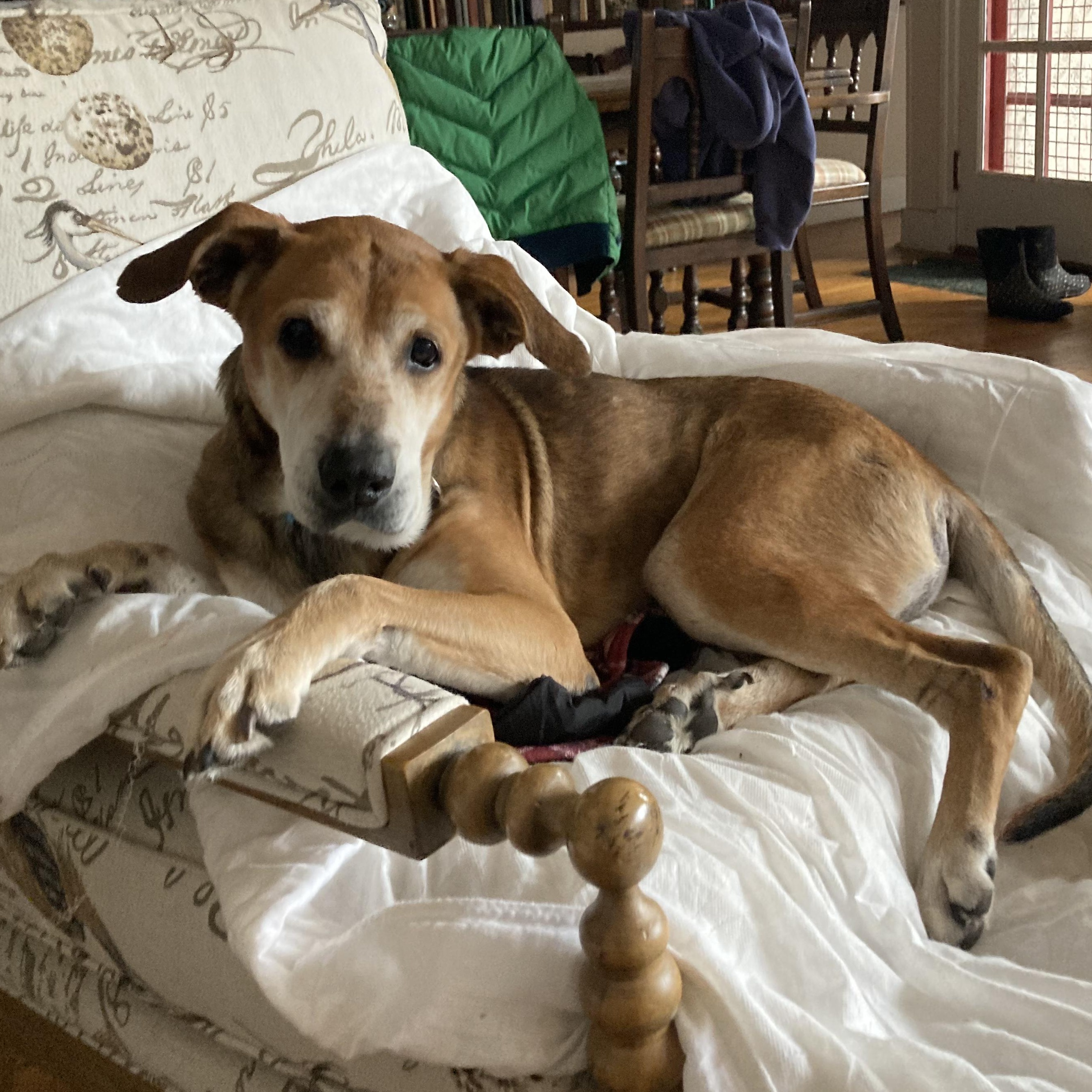 Copper, Adoptable, Senior Male Hound & Labrador Retriever.