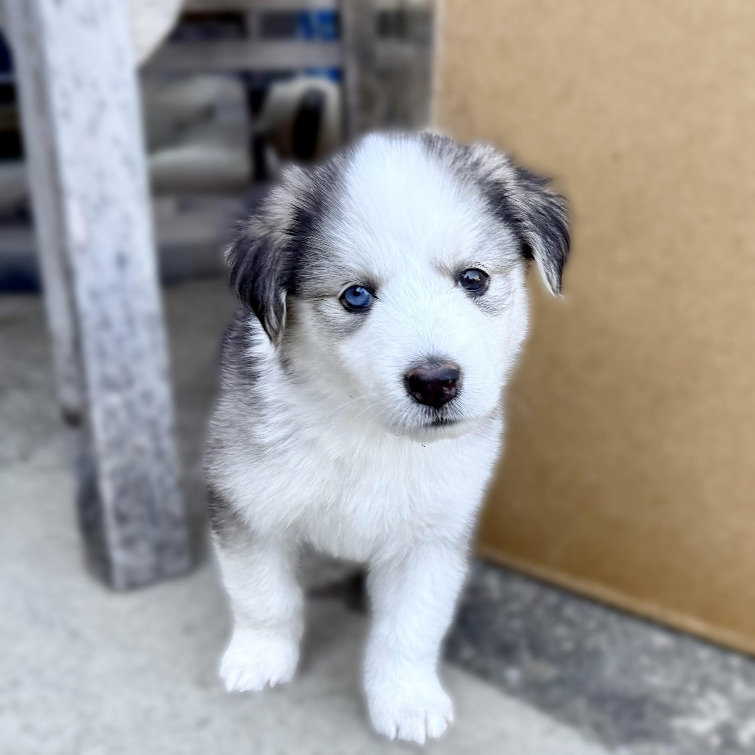 Roots Litter_Ube Husky Dog