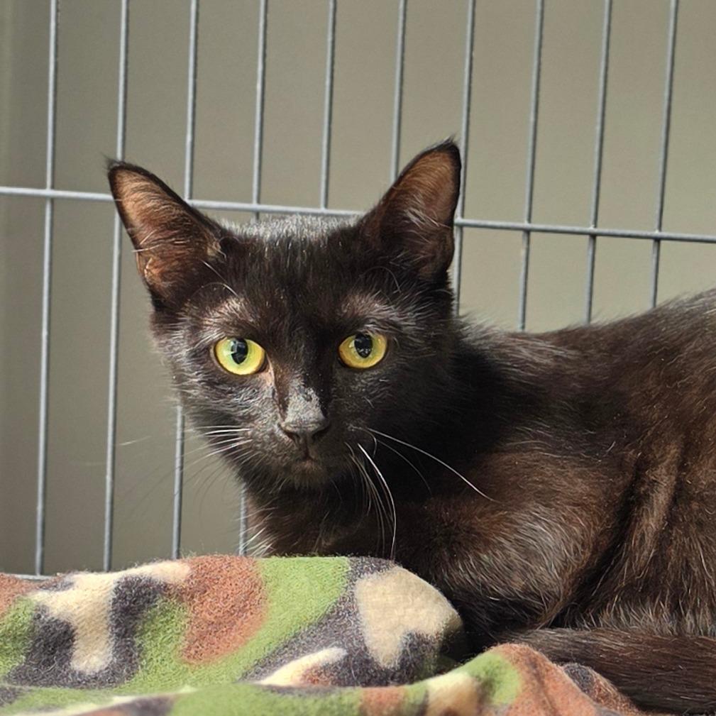 Dolly, Adoptable, Adult Female Domestic Short Hair.