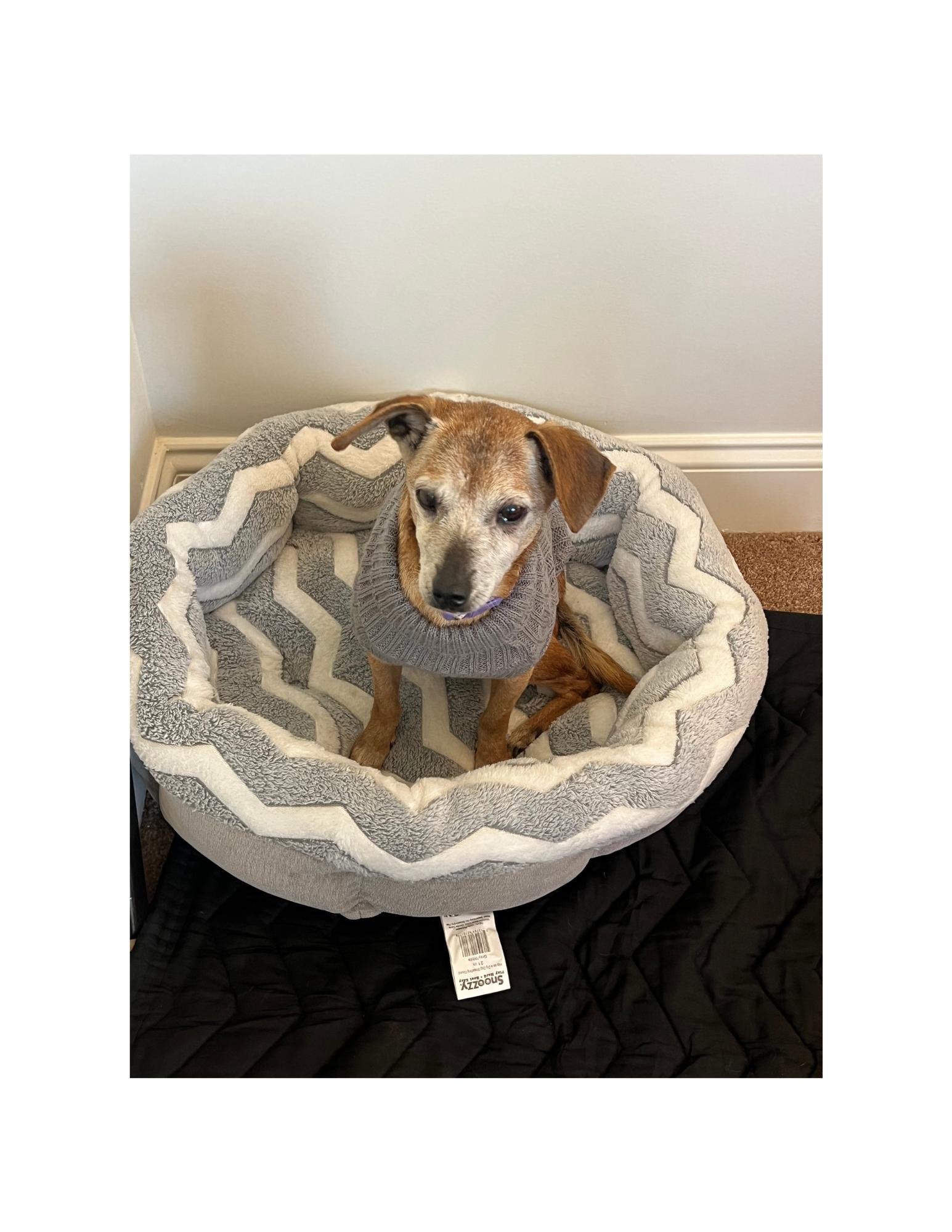 Enlarge Molly, a Adopted Chihuahua in Huntington Beach, CA image 2/4
