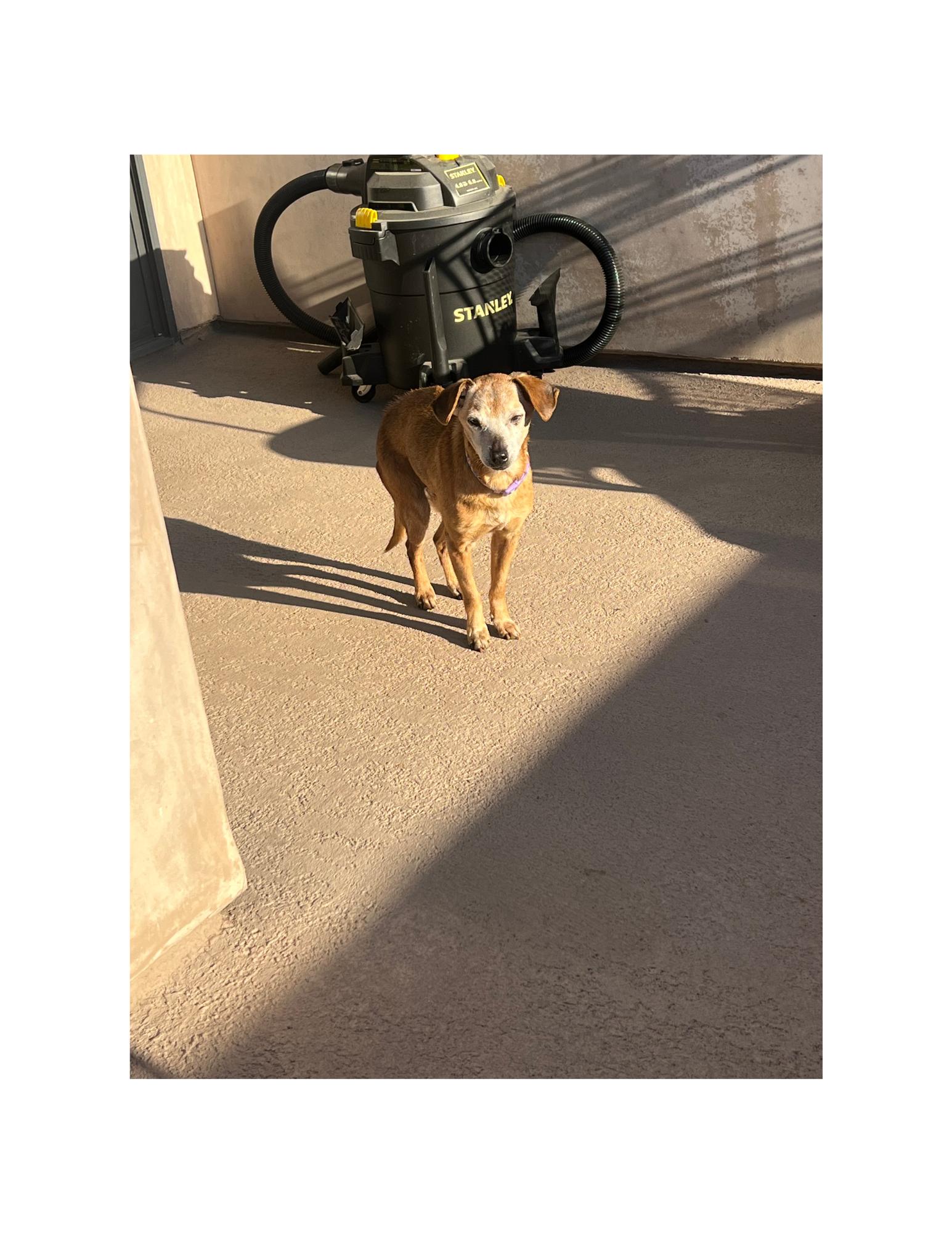 Enlarge Molly, a Adopted Chihuahua in Huntington Beach, CA image 3/4