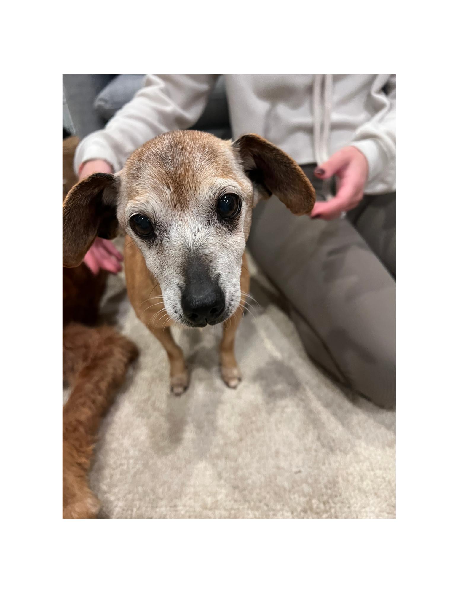 Enlarge Molly, a Adopted Chihuahua in Huntington Beach, CA image 1/4