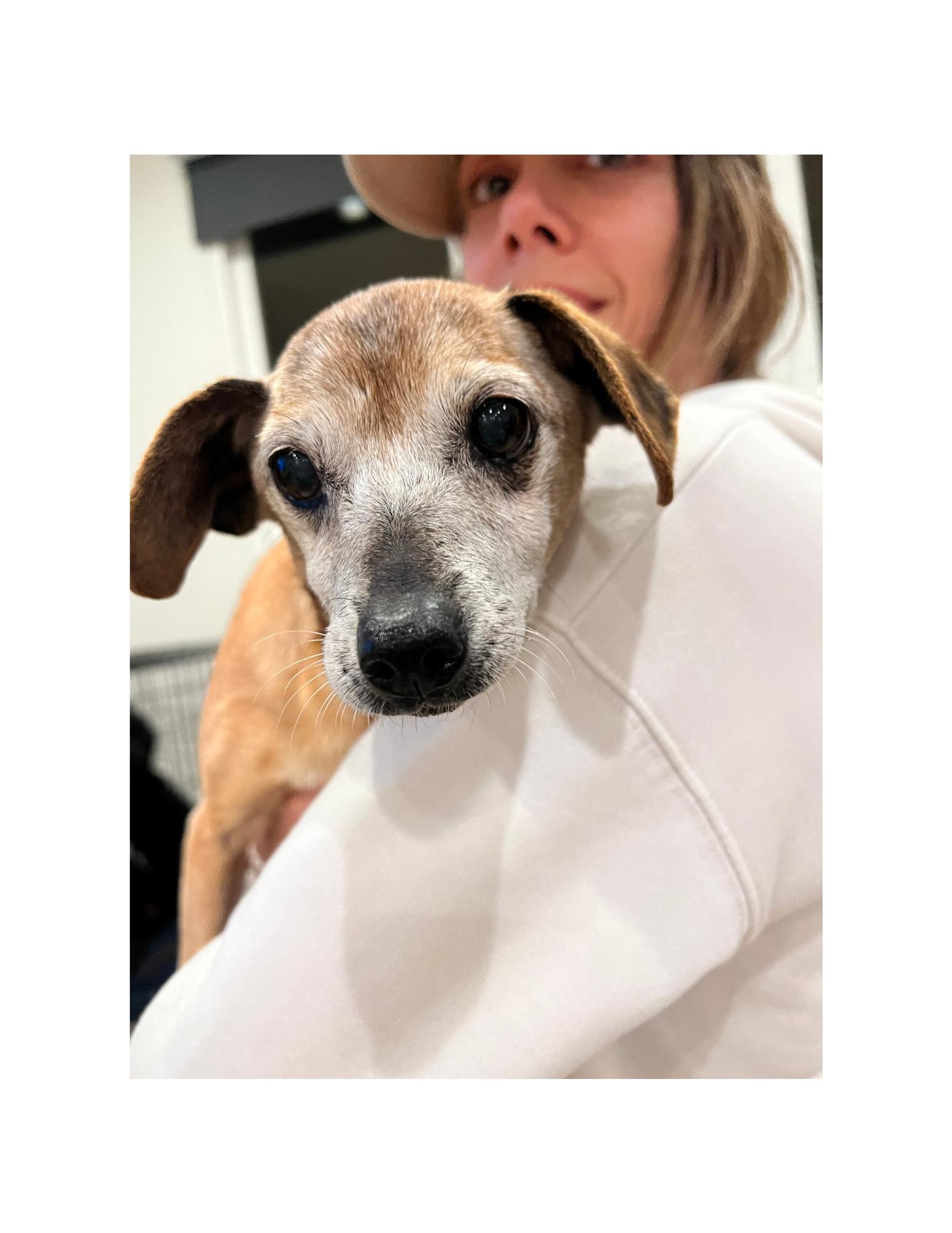 Enlarge Molly, a Adopted Chihuahua in Huntington Beach, CA image 4/4