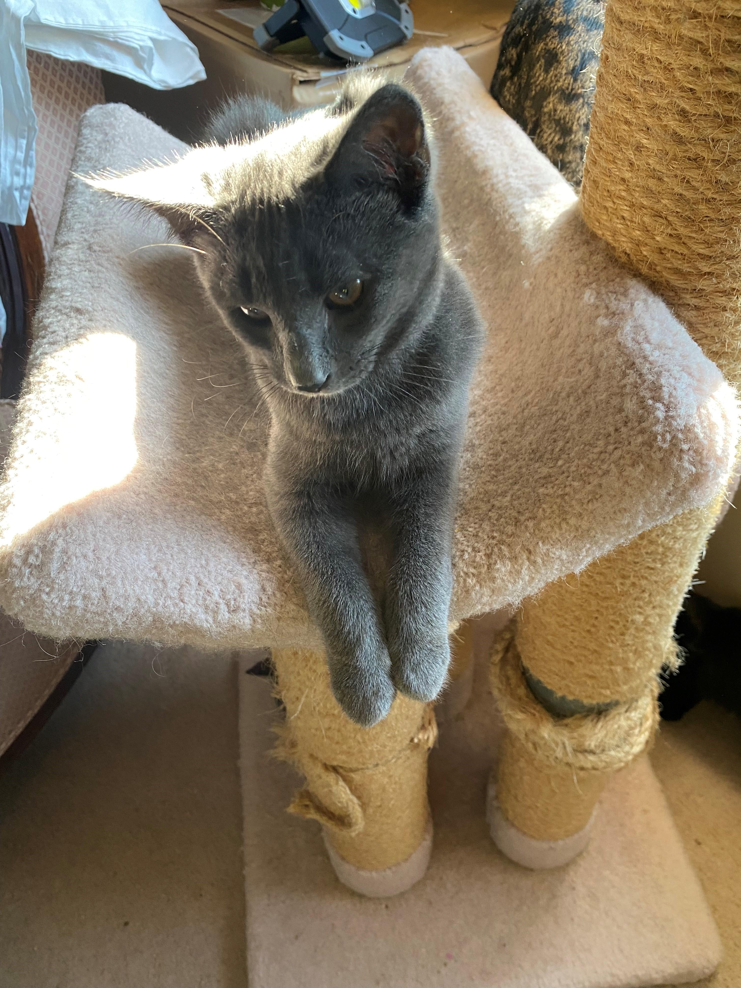 Enlarge Parker, a Adoptable Domestic Short Hair in Plainsboro, NJ image 1/2