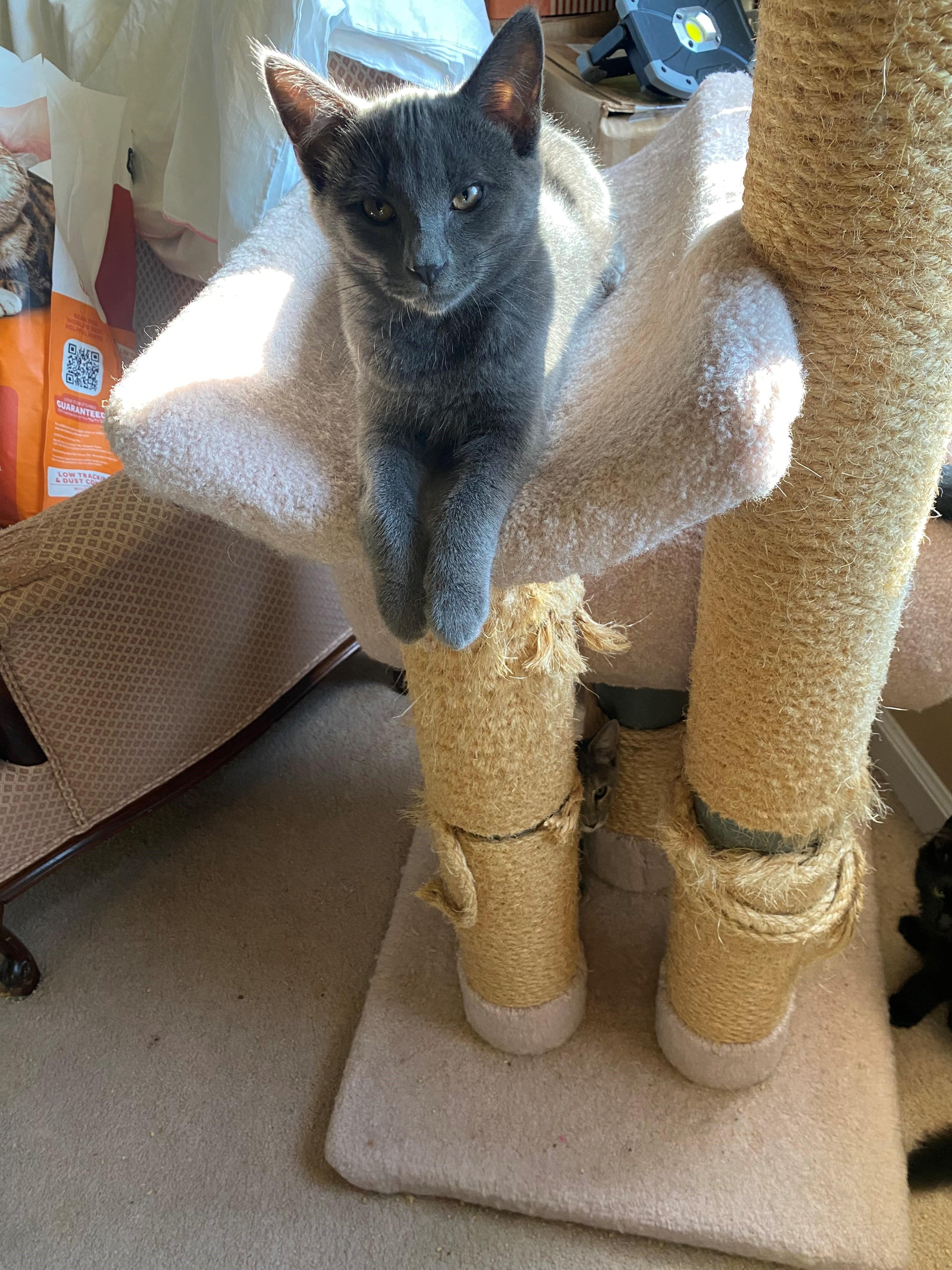 Enlarge Parker, a Adoptable Domestic Short Hair in Plainsboro, NJ image 2/2