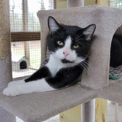 Moose — thumbnail 2