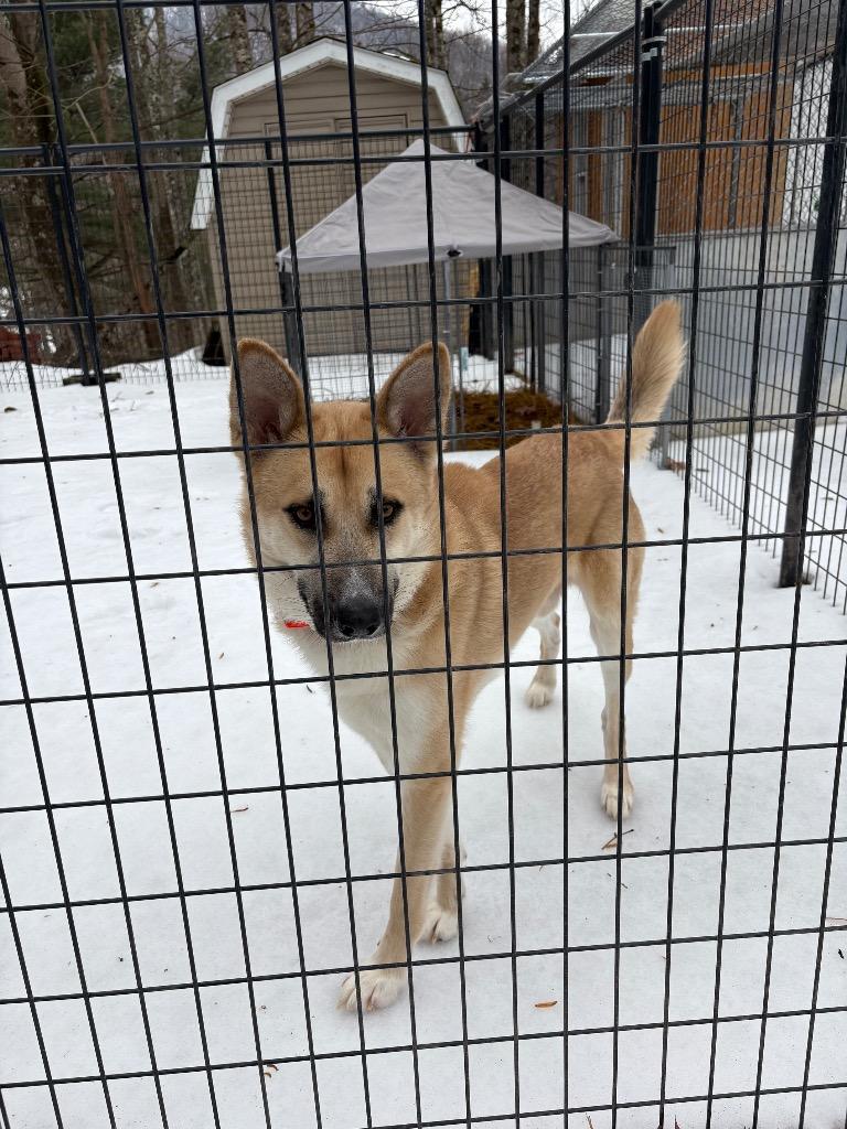 Poseidon, Adoptable, Young Male German Shepherd Dog.