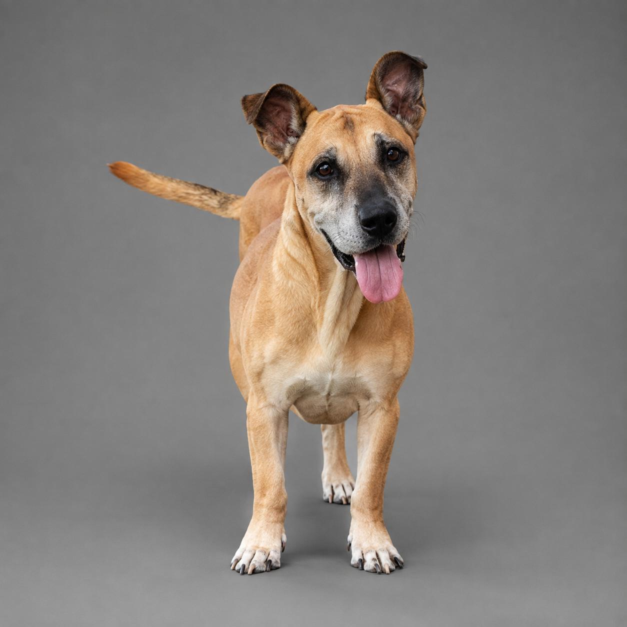 Woody, Adoptable, Senior Male Basset Hound & Great Dane.