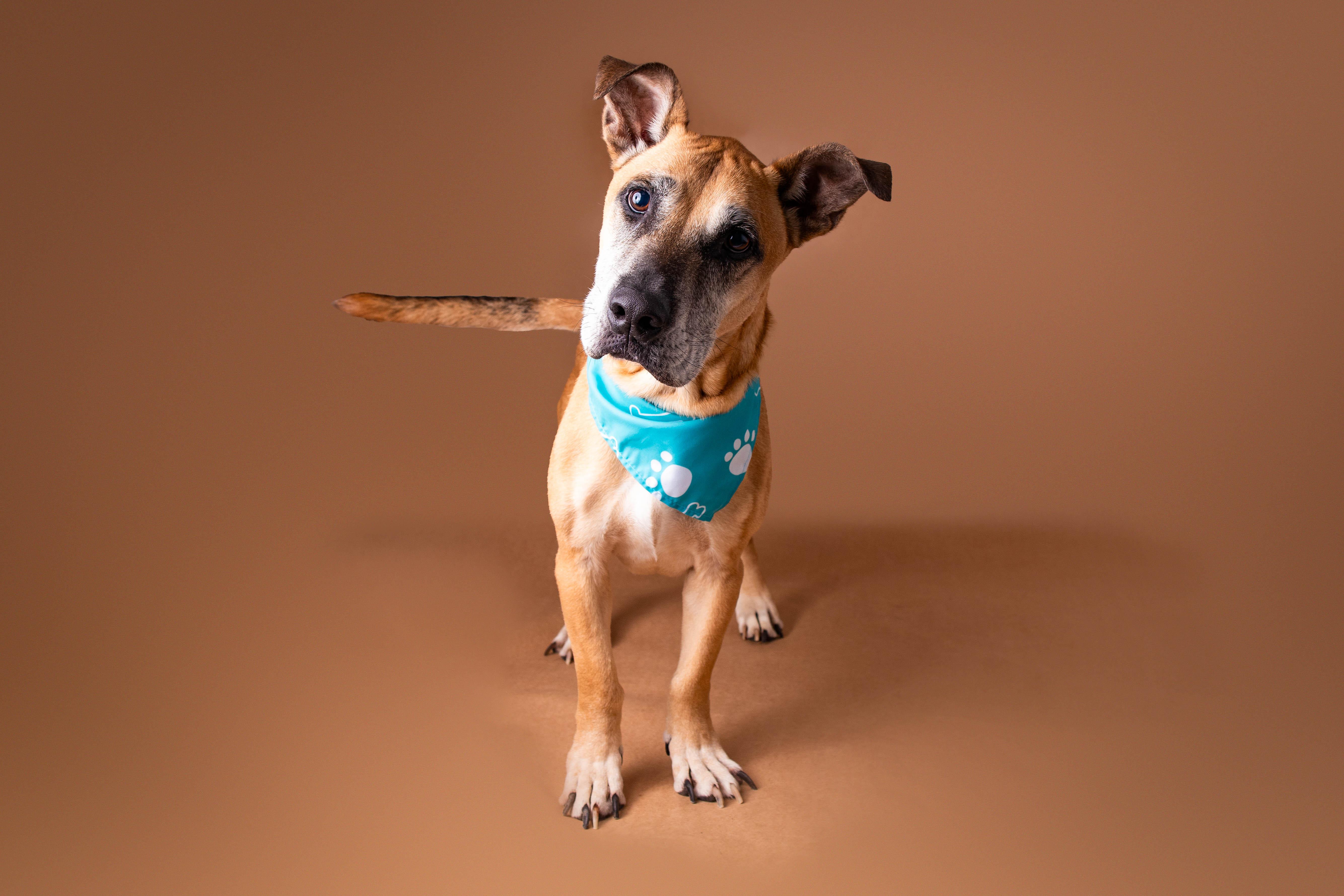 Woody, a ADOPTABLE mixed breed in Plaquemine, LA image 2/2