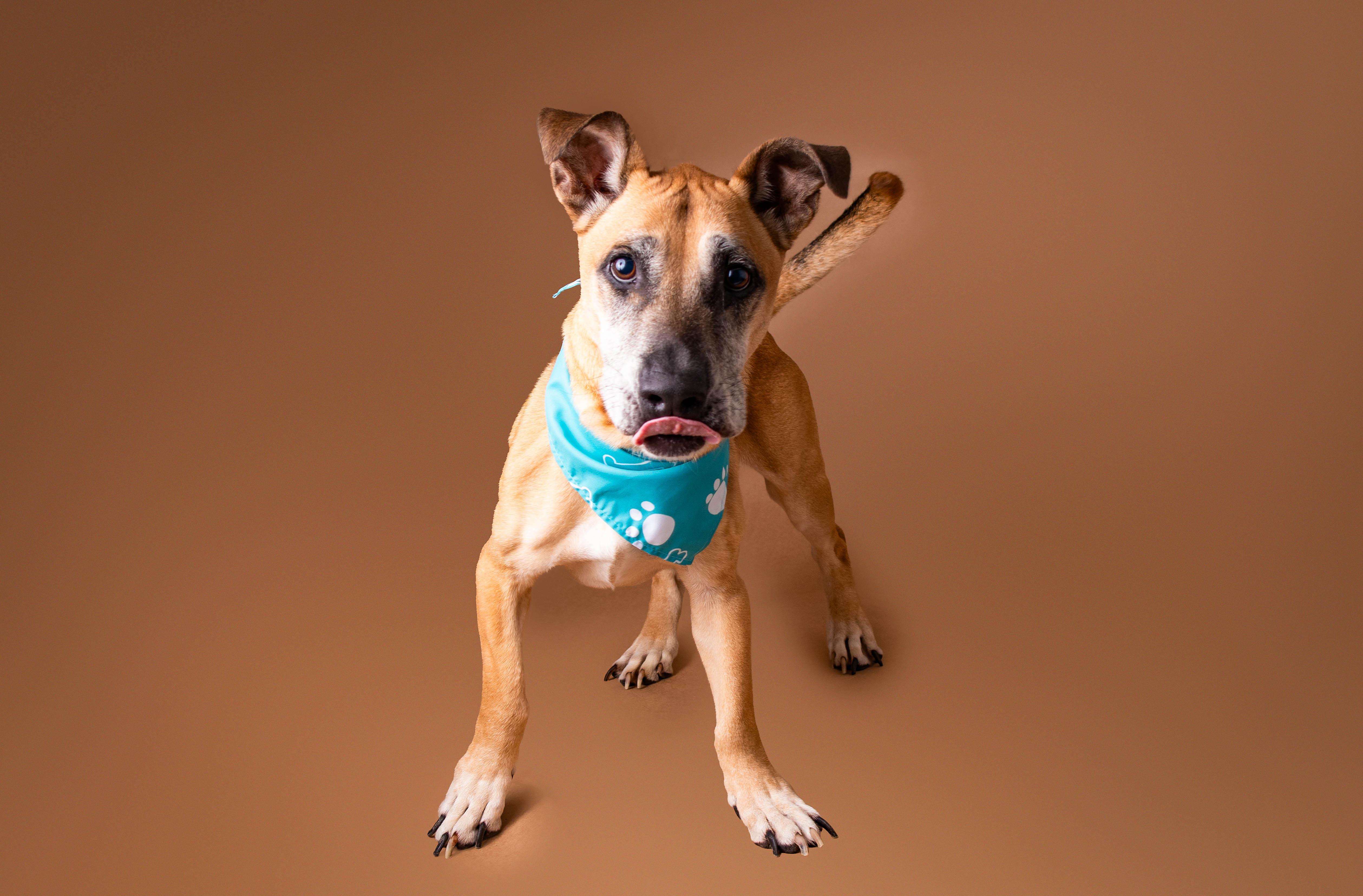 Woody, ADOPTABLE, Senior Male Basset Hound & Great Dane.