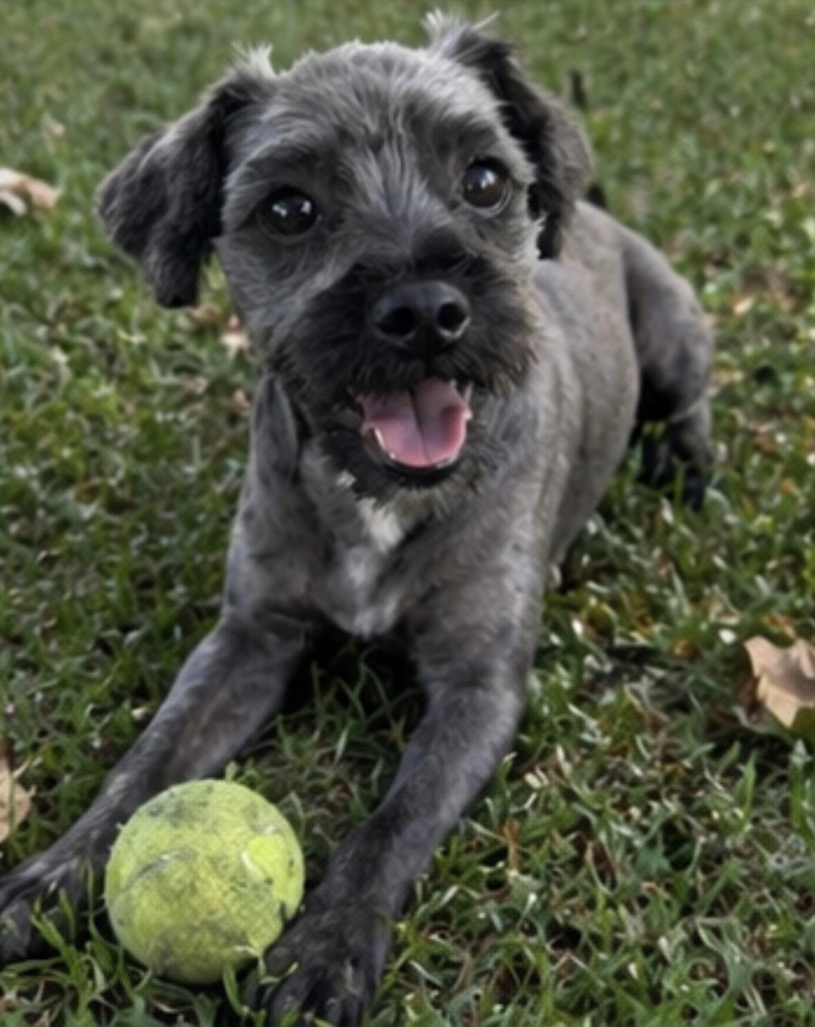 Enlarge Calla, a ADOPTABLE mixed breed in Corona, CA image 5/5