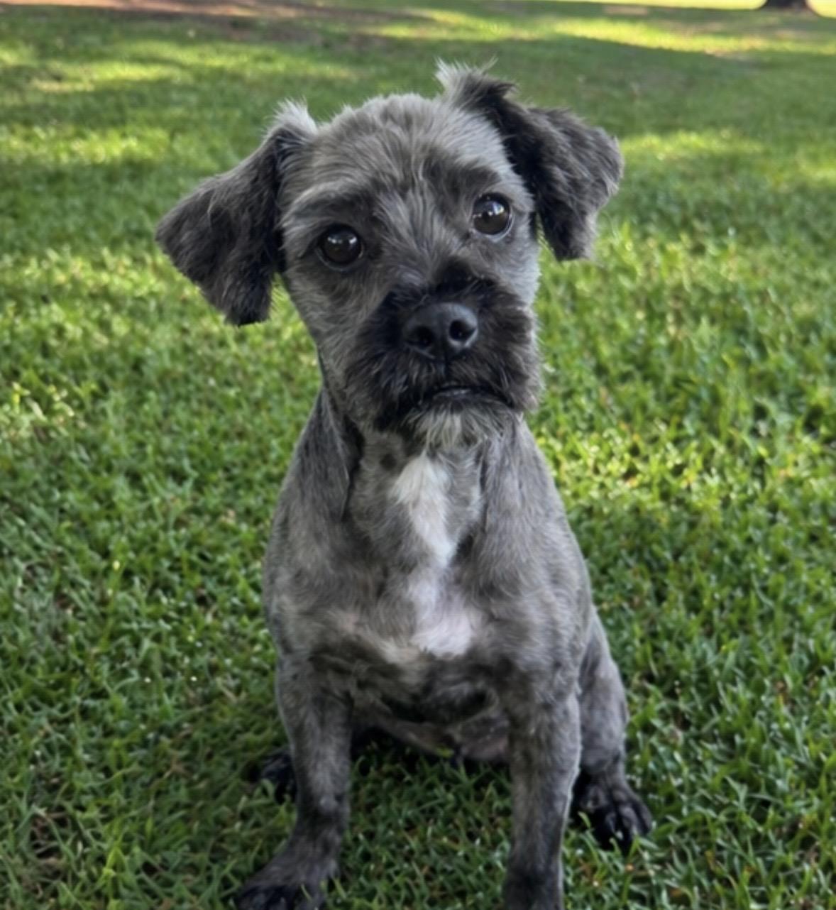 Calla, ADOPTABLE, Young Female Shih Tzu & Yorkshire Terrier.