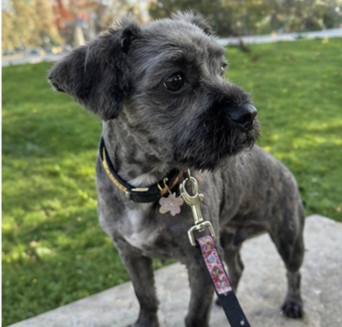 Enlarge Calla, a ADOPTABLE mixed breed in Corona, CA image 4/5