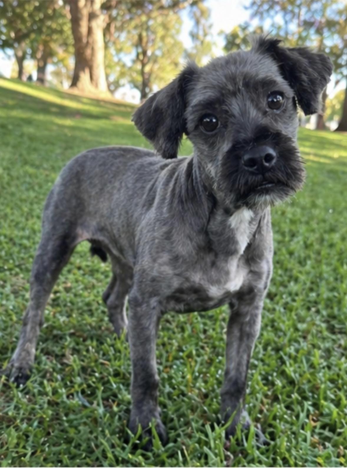 Enlarge Calla, a ADOPTABLE mixed breed in Corona, CA image 3/5