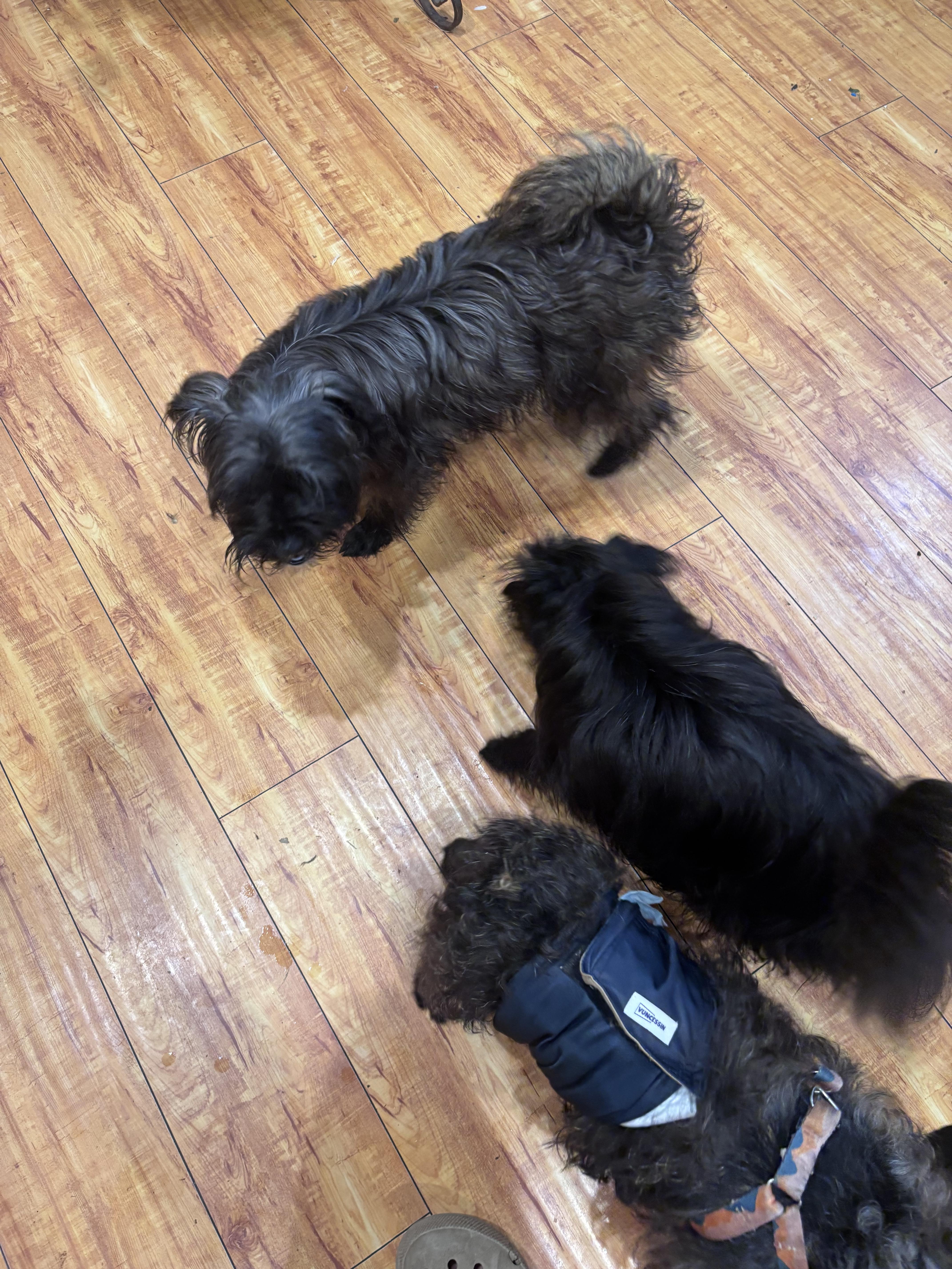 Enlarge Calla, a ADOPTABLE mixed breed in Corona, CA image 2/3