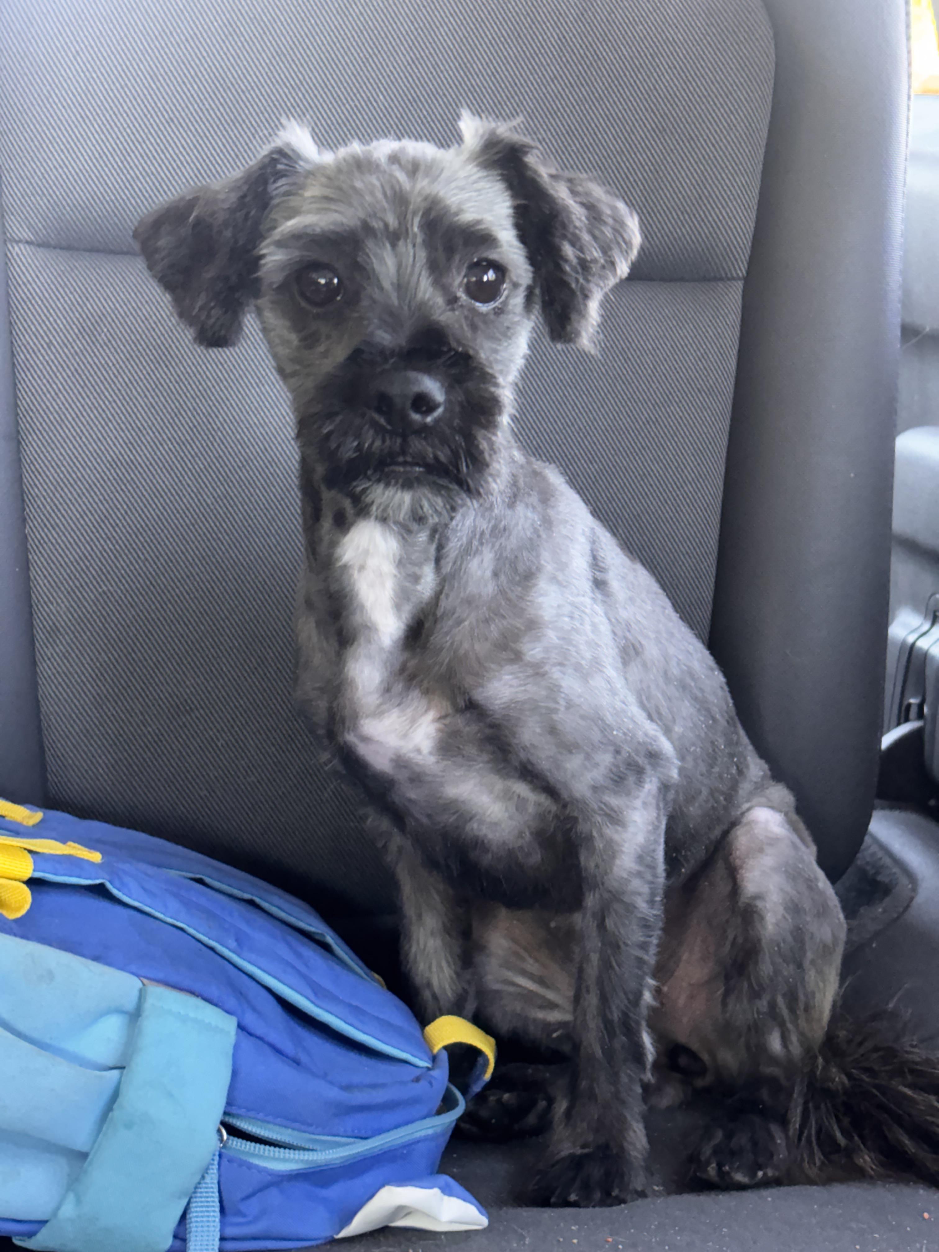 Calla, ADOPTABLE, Puppy Female Shih Tzu & Yorkshire Terrier.