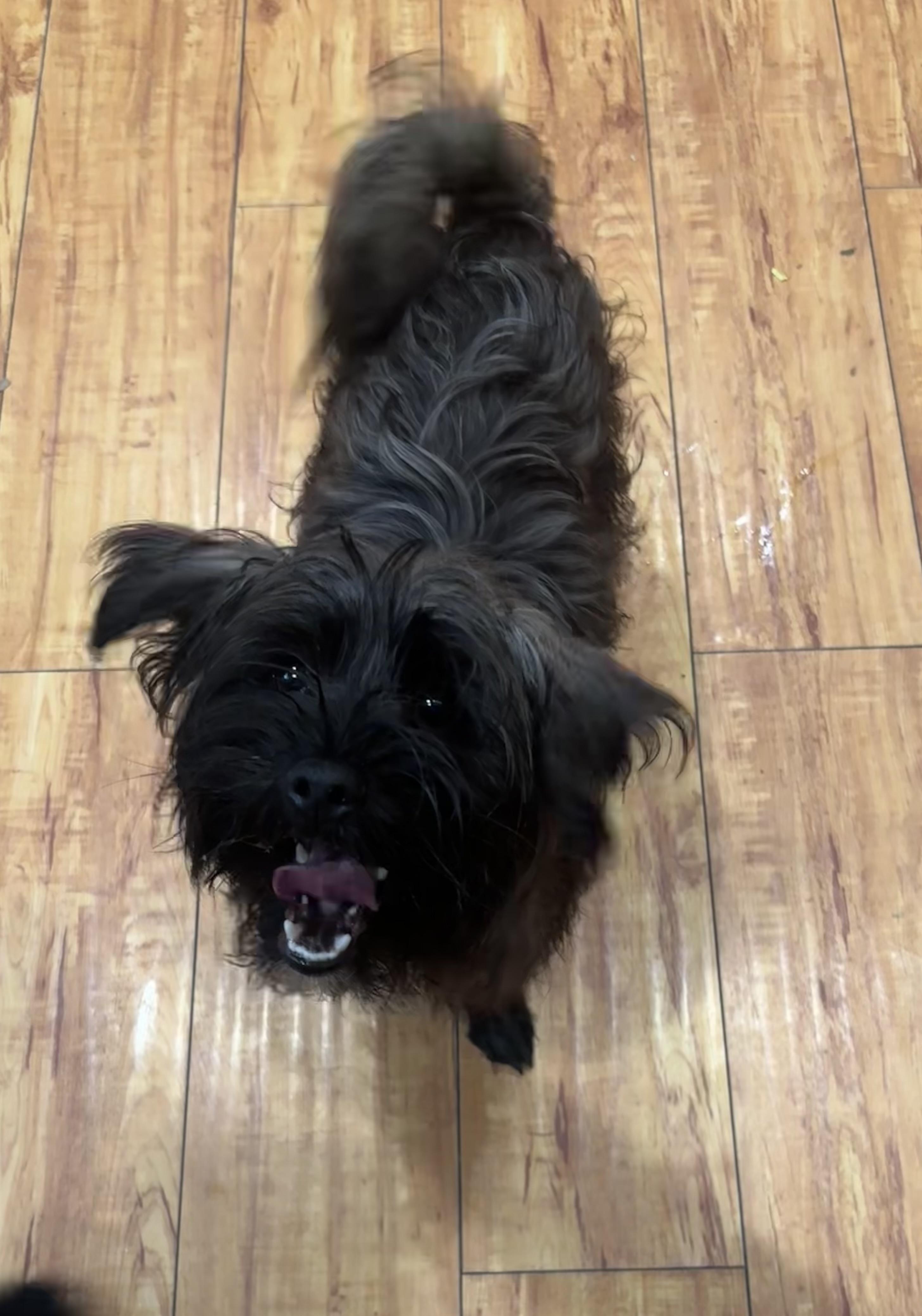 Enlarge Calla, a ADOPTABLE mixed breed in Corona, CA image 3/3