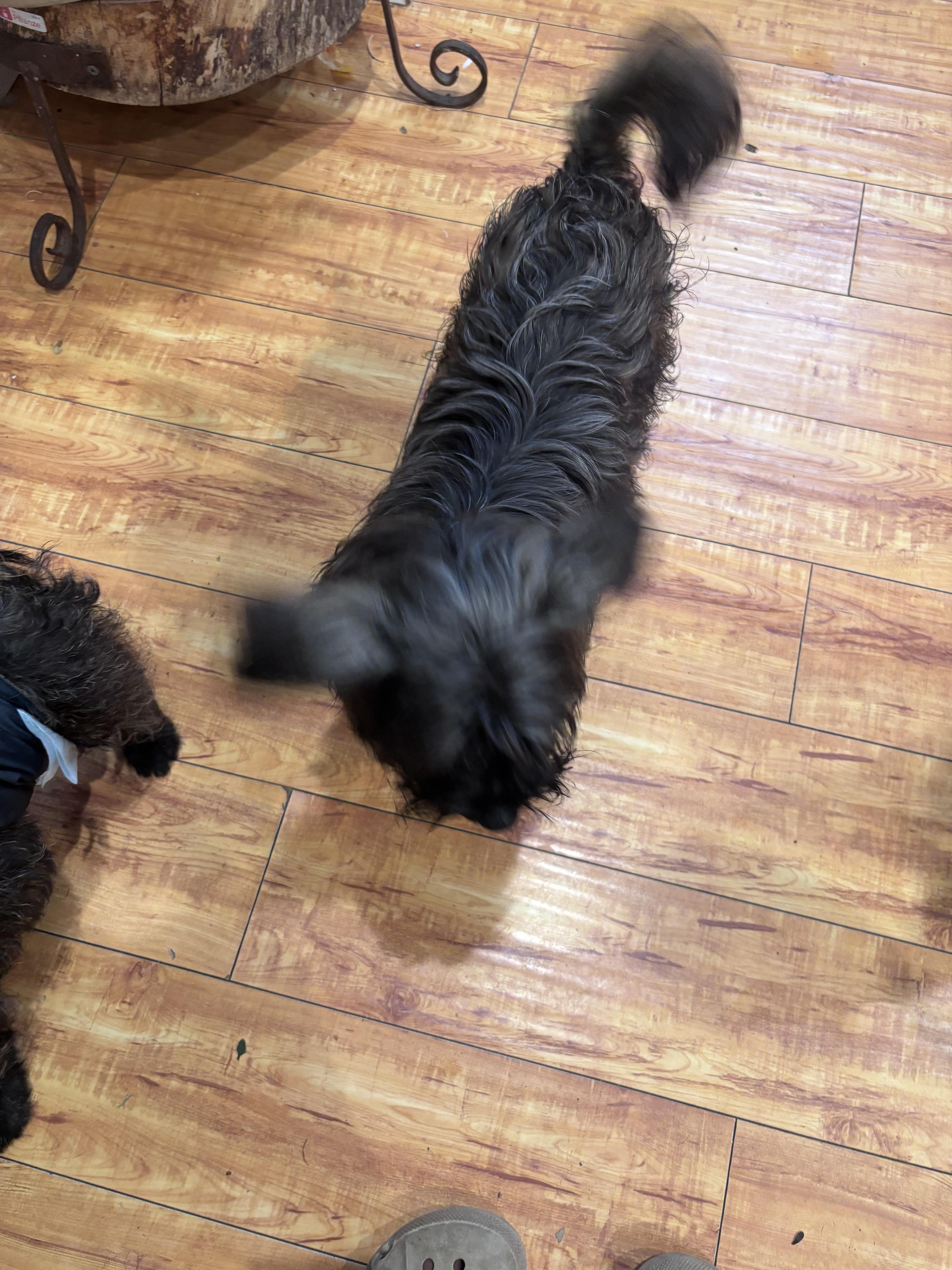 Calla, ADOPTABLE, Puppy Female Shih Tzu.