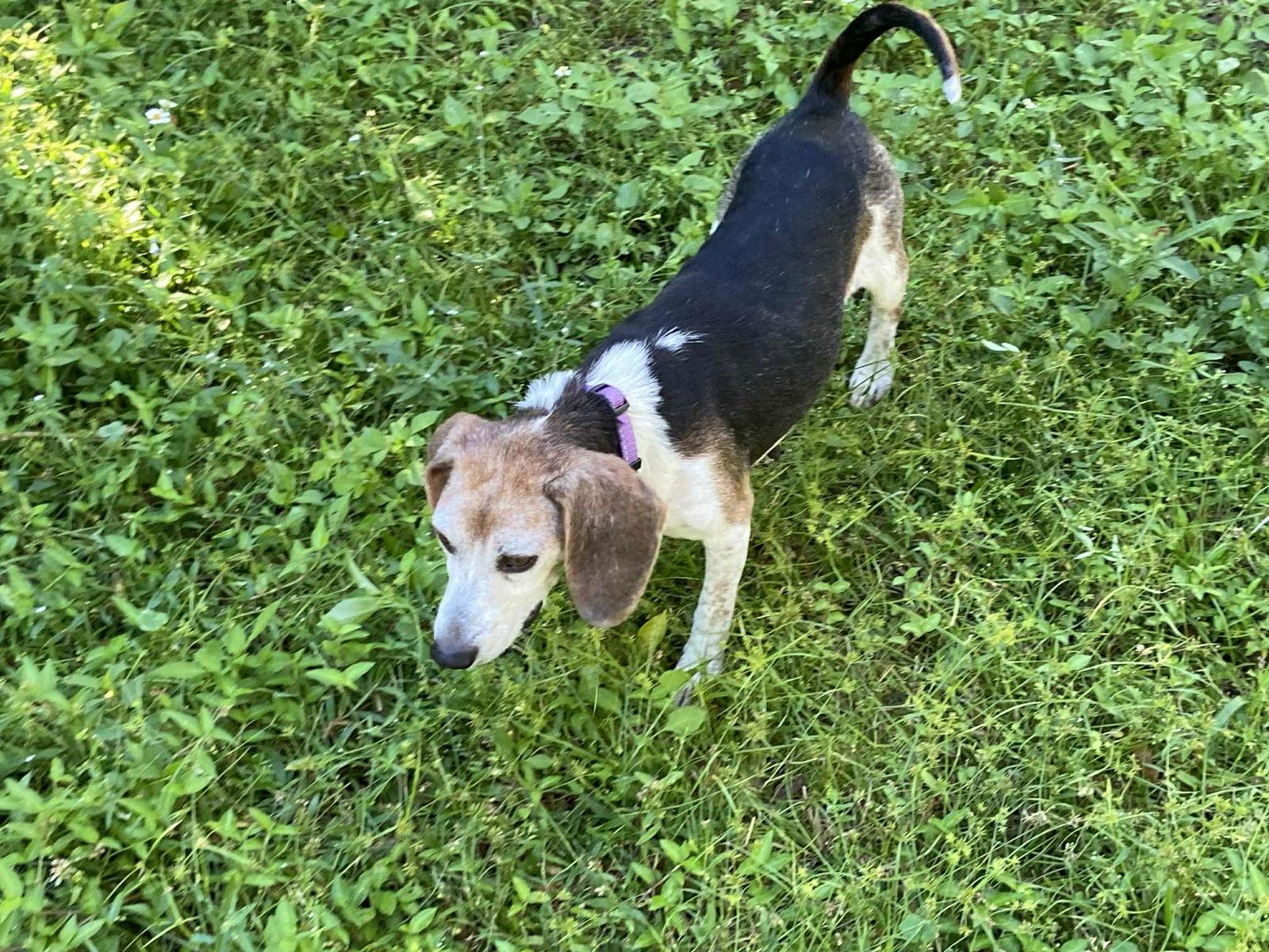 Morgan II, Adopted, Senior Female Beagle.