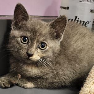 Emmy Lou - Located at PetSmart near Lindale mall, ADOPTABLE, Young Female Domestic Short Hair.