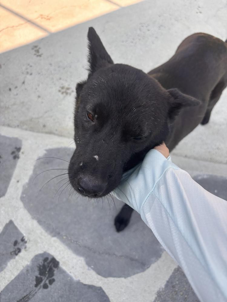 MITSU, Adoptable, Adult Female Jindo.