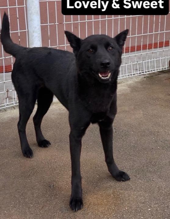MITSU, a Adoptable Jindo in Long Island City, NY image 2/2
