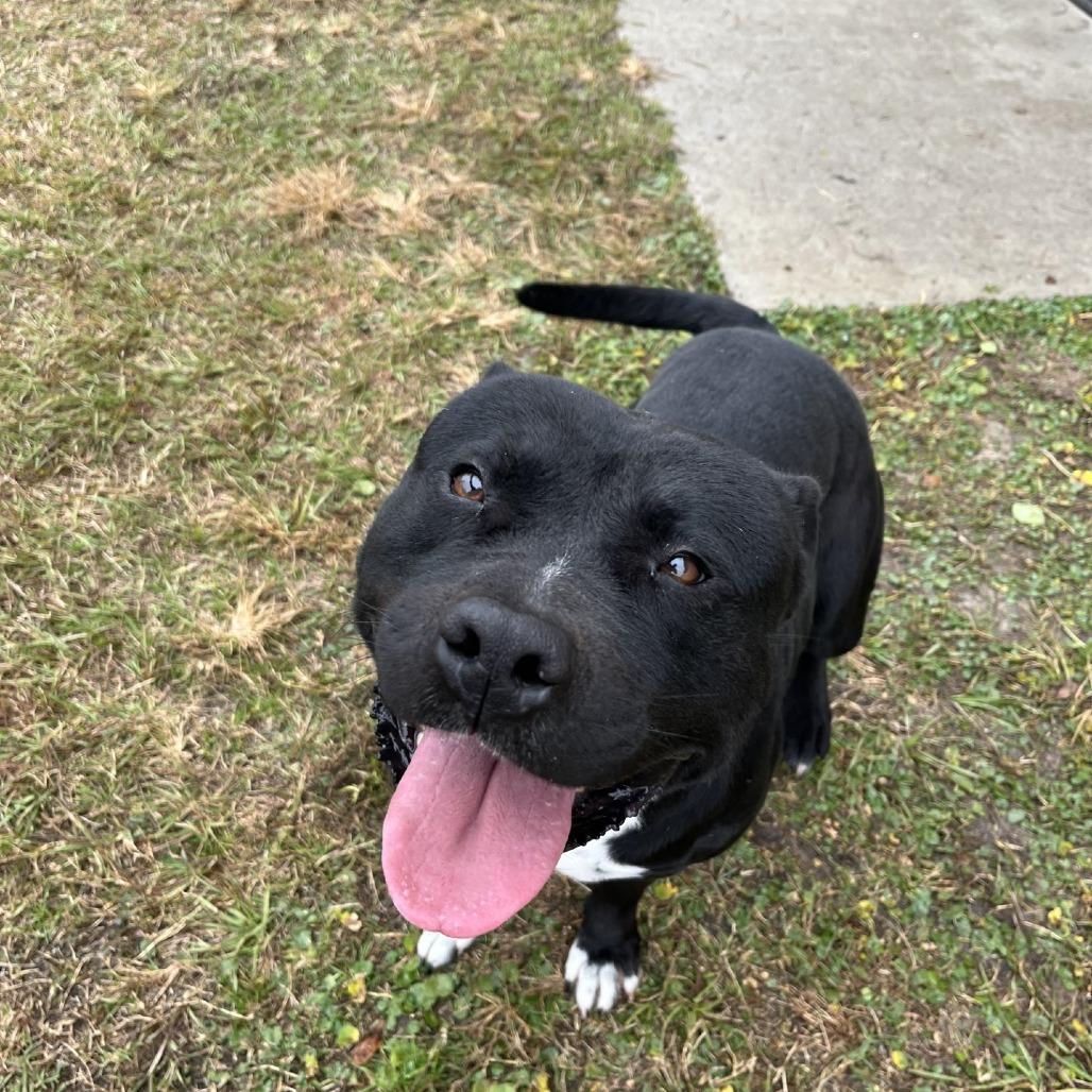 Mr. Raz, Adoptable, Adult Male American Bulldog.