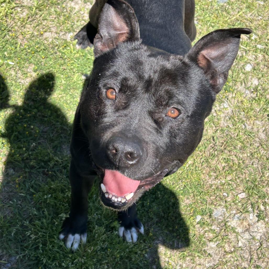 Mr. Raz, Adoptable, Adult Male American Bulldog.