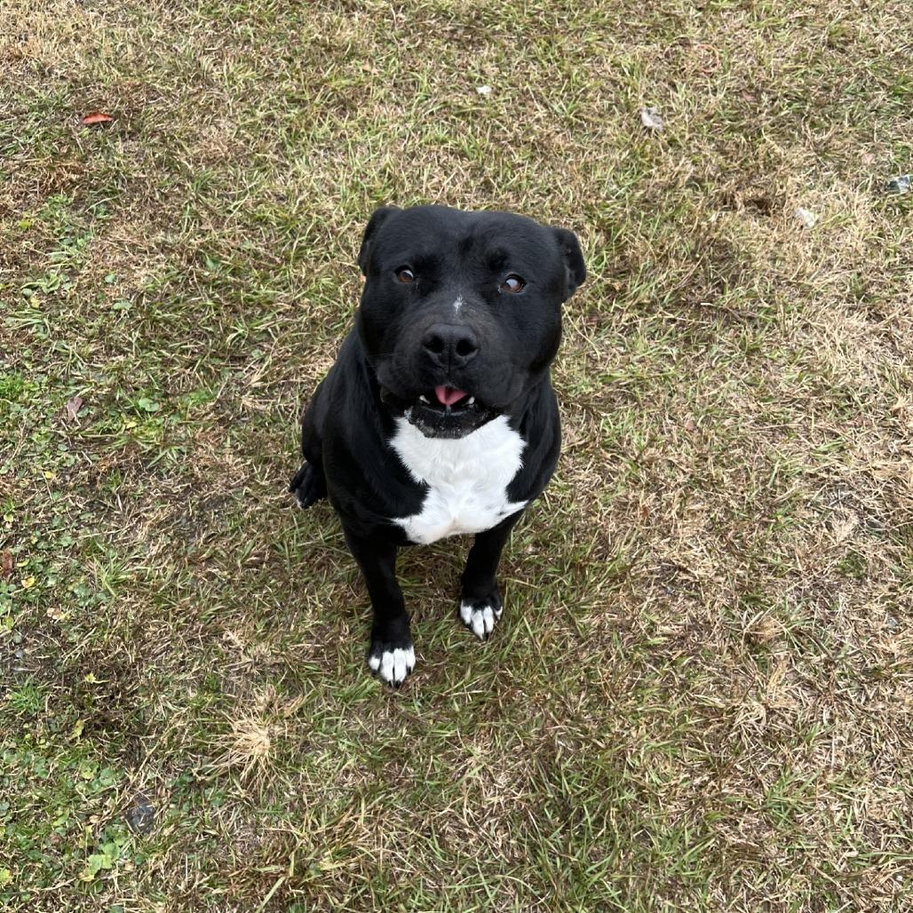 Enlarge Mr. Raz, a Adoptable American Bulldog in Richmond Hill, GA image 2/6