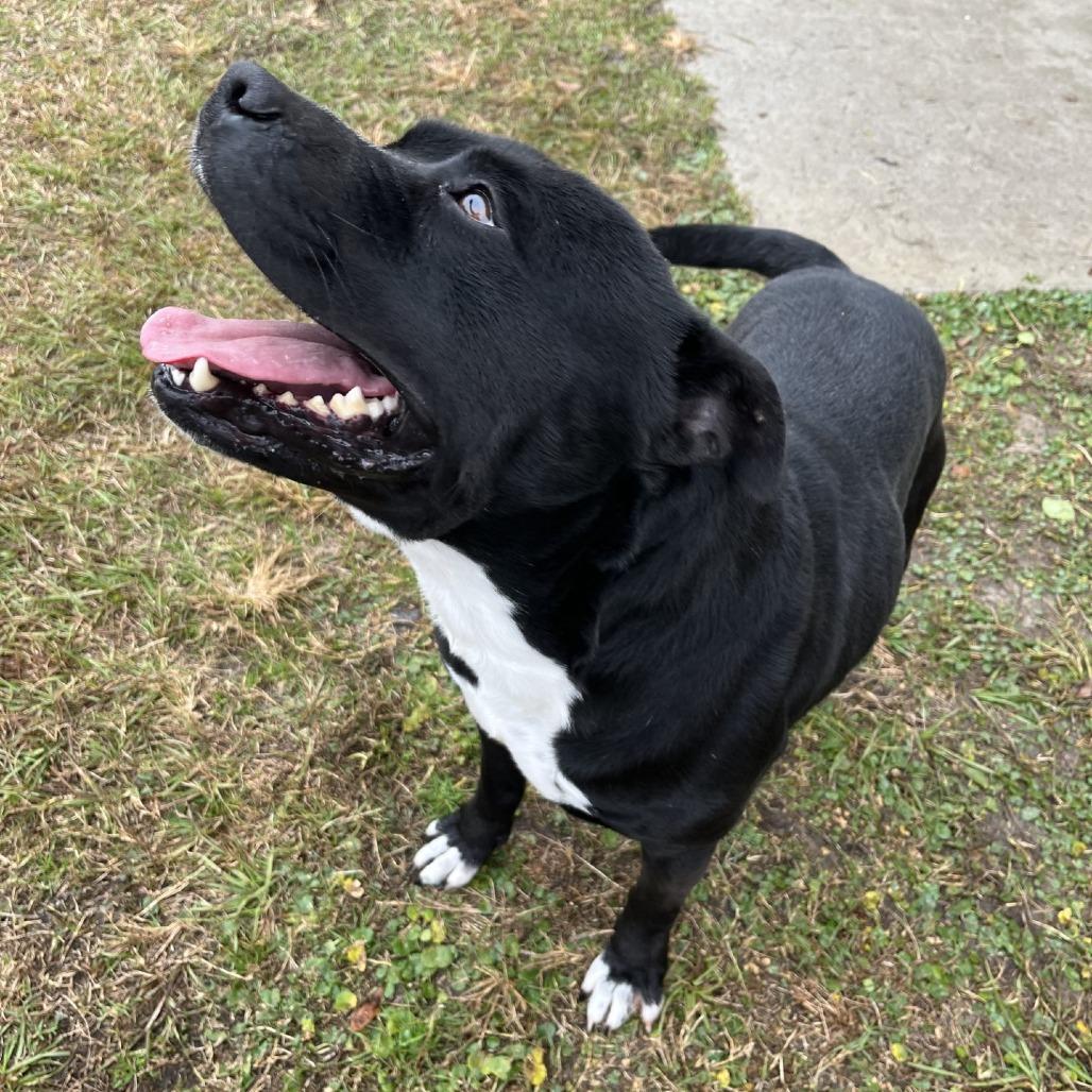 Enlarge Mr. Raz, a Adoptable American Bulldog in Richmond Hill, GA image 3/6