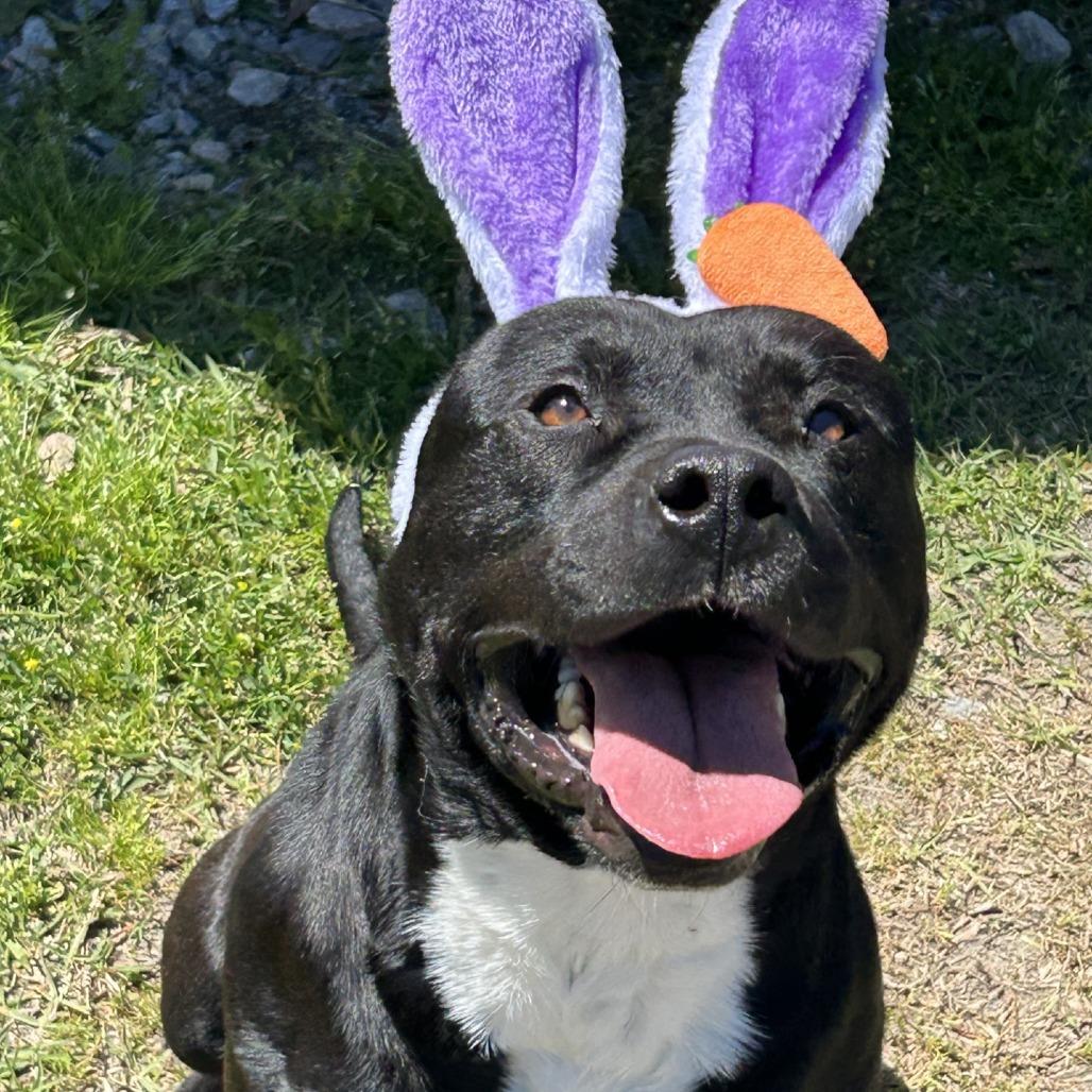 Enlarge Mr. Raz, a Adoptable American Bulldog in Richmond Hill, GA image 5/6