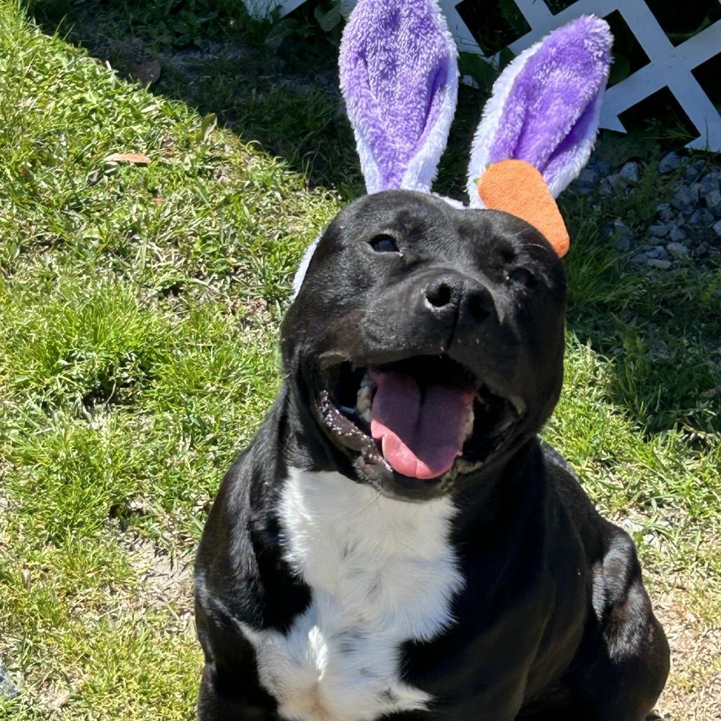 Enlarge Mr. Raz, a Adoptable American Bulldog in Richmond Hill, GA image 6/6