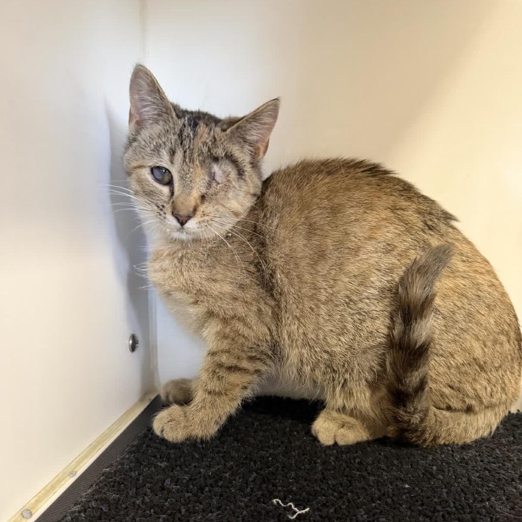 Right, Adoptable, Kitten Female Domestic Short Hair.