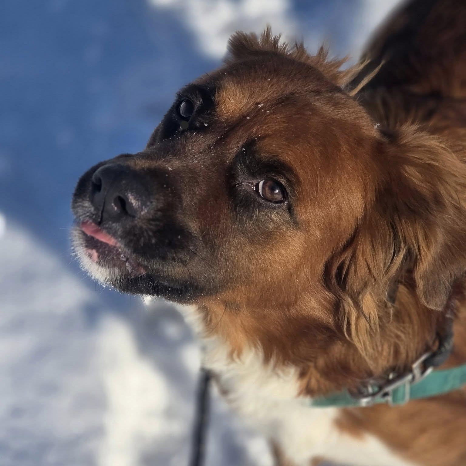 Dozier-Foster Home Needed, a Adoptable mixed breed image 1/4