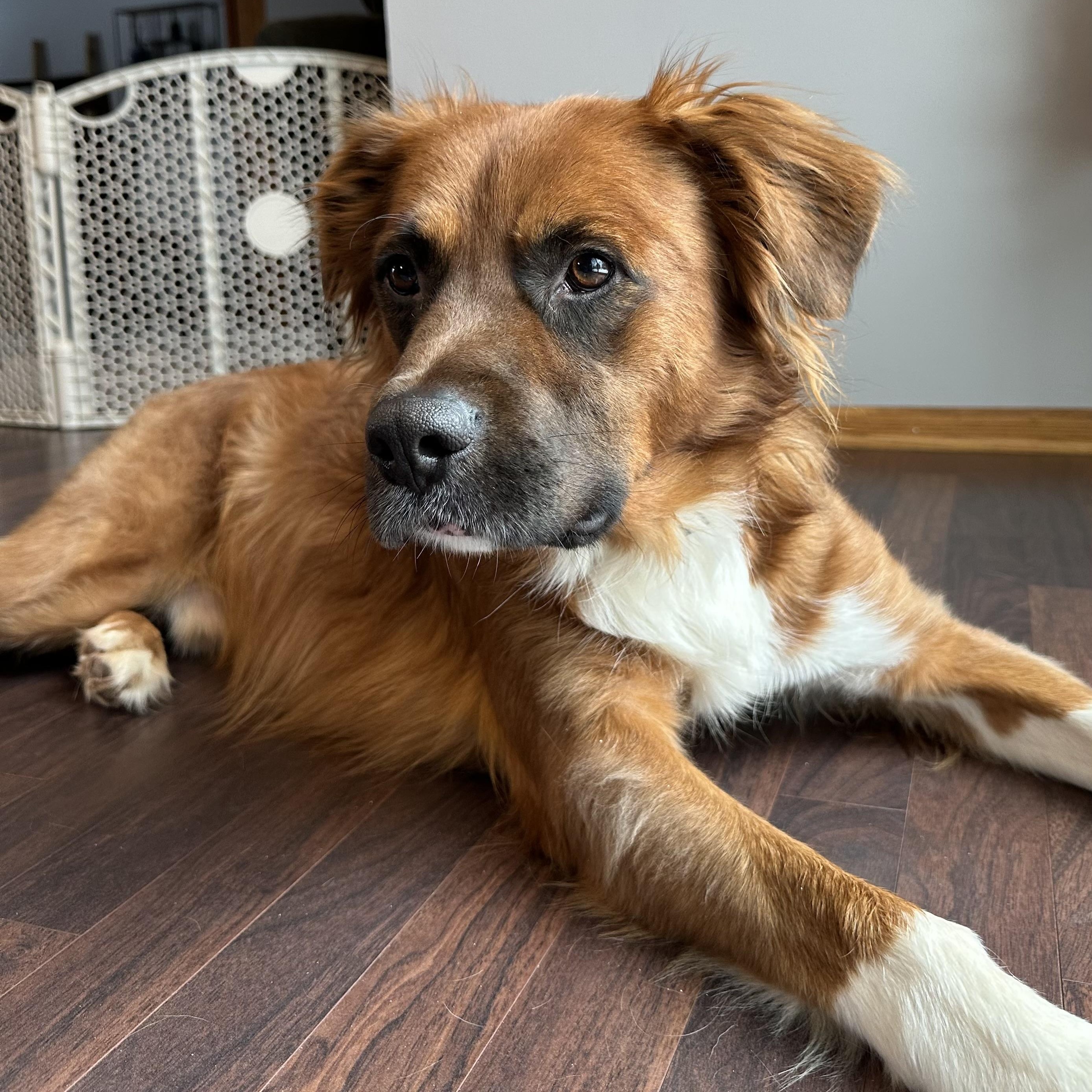 Dozier-Foster Home Needed, Adoptable, Young Male Collie.