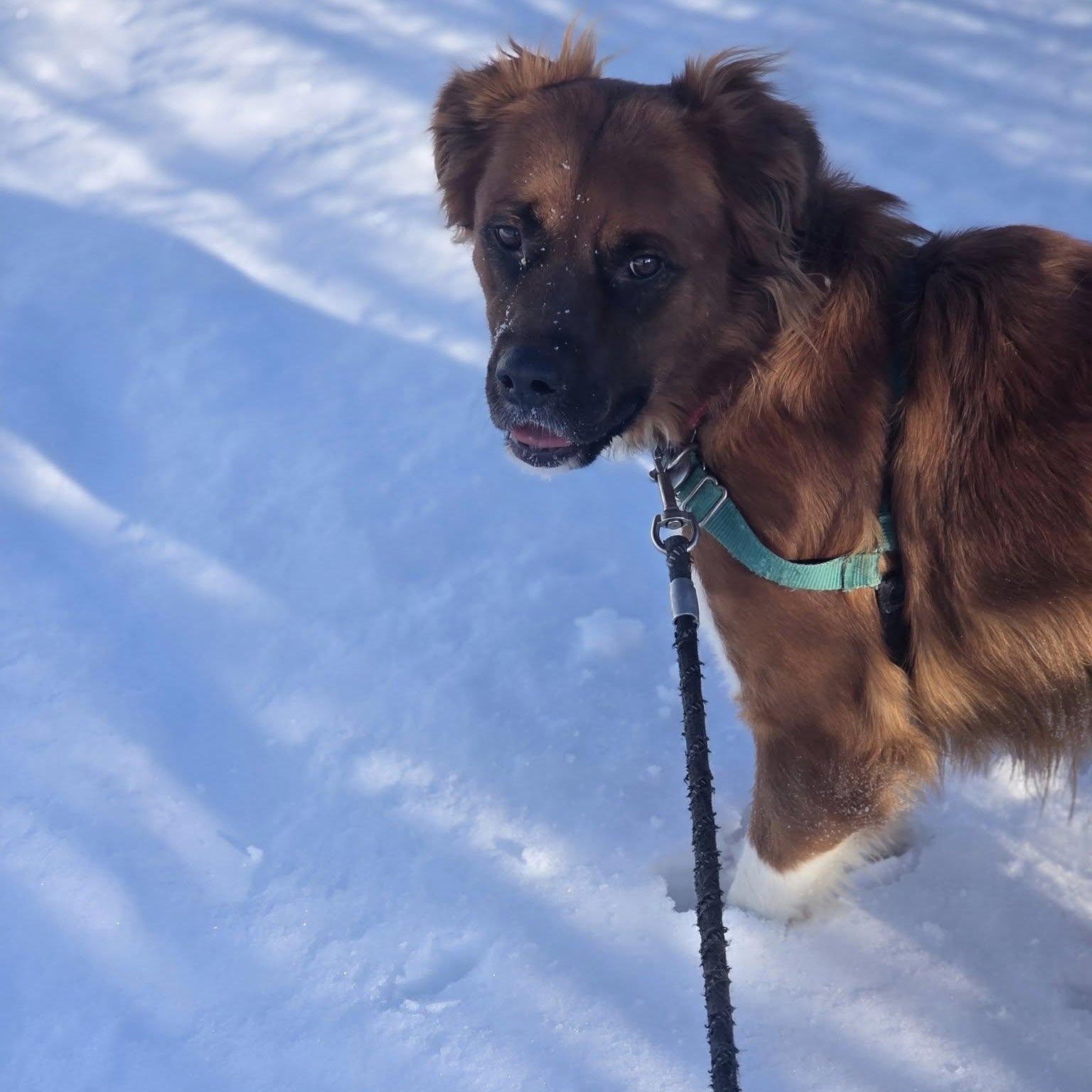 Dozier-Foster Home Needed, a Adoptable mixed breed image 2/4