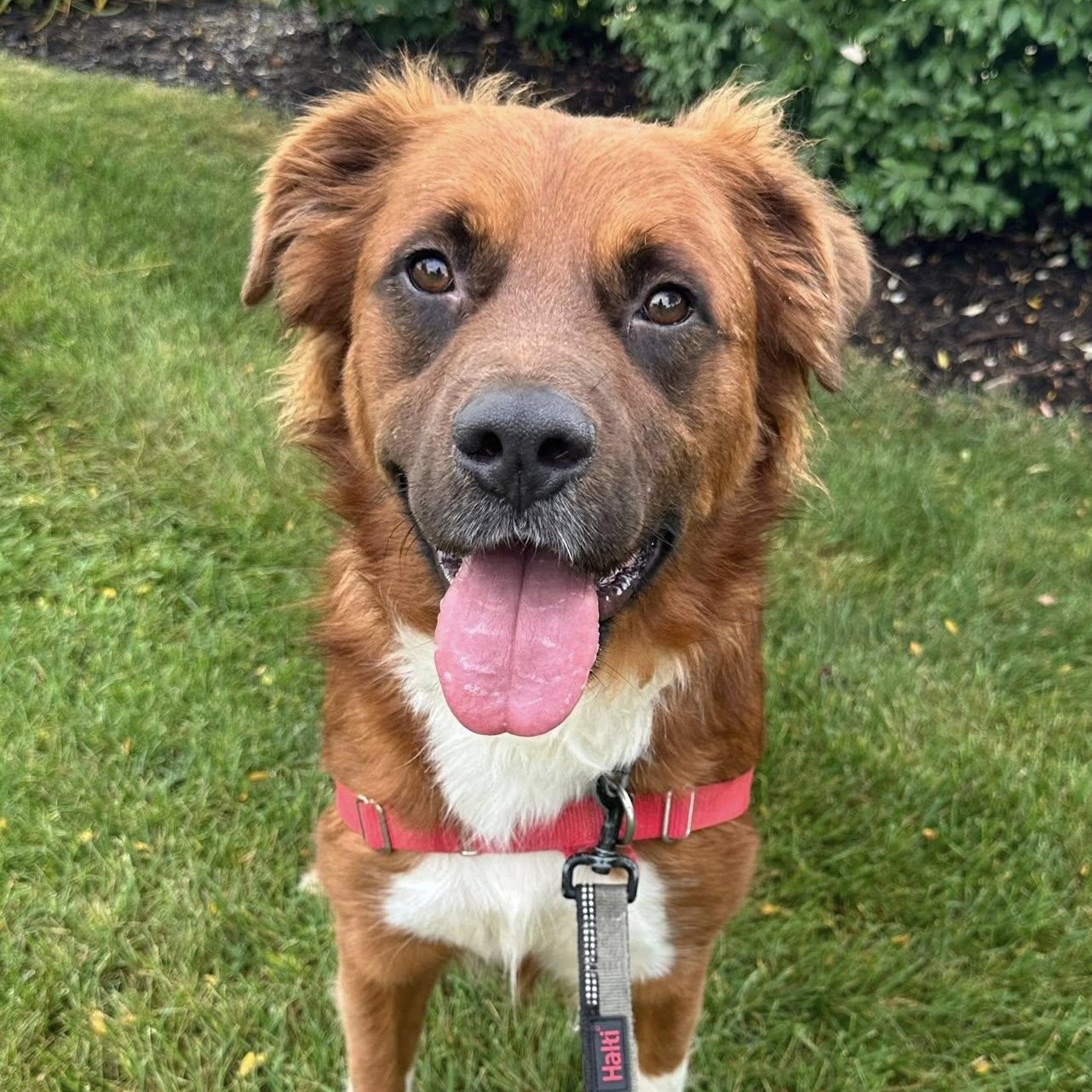Dozier-Foster Home Needed, Adoptable, Young Male Collie.