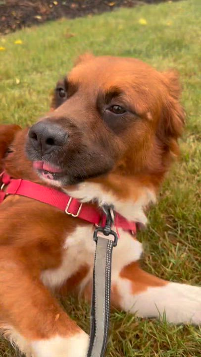 Enlarge Dozier-Foster Home Needed, a Adoptable mixed breed video 4/4