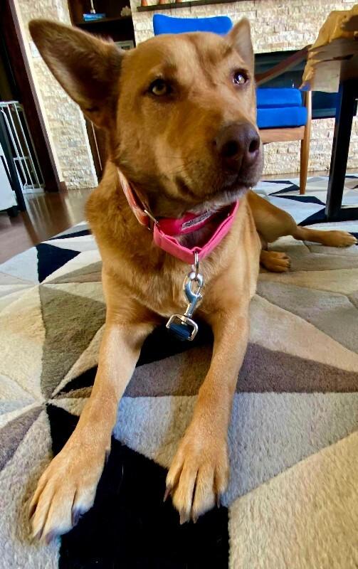 Blush, Adoptable, Young Female Shepherd & Mixed Breed.