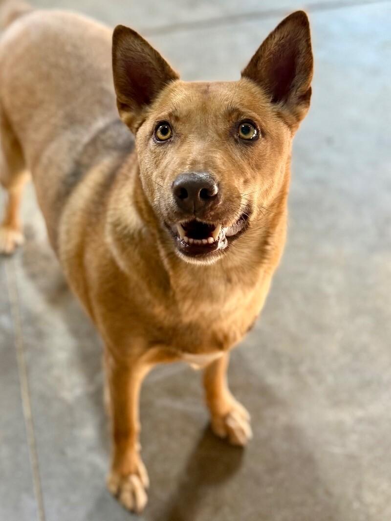 Blush, a Adoptable mixed breed in Windsor, CO image 2/6
