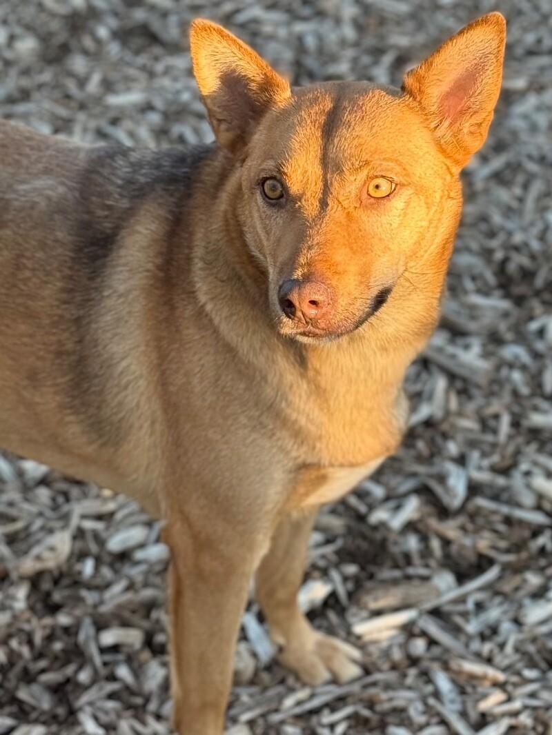 Blush, a Adoptable mixed breed in Windsor, CO image 3/6