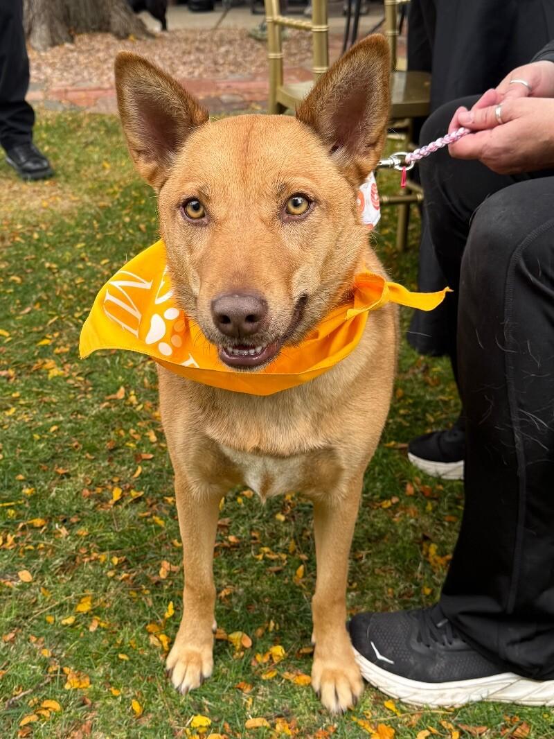 Blush, a Adoptable mixed breed in Windsor, CO image 4/6