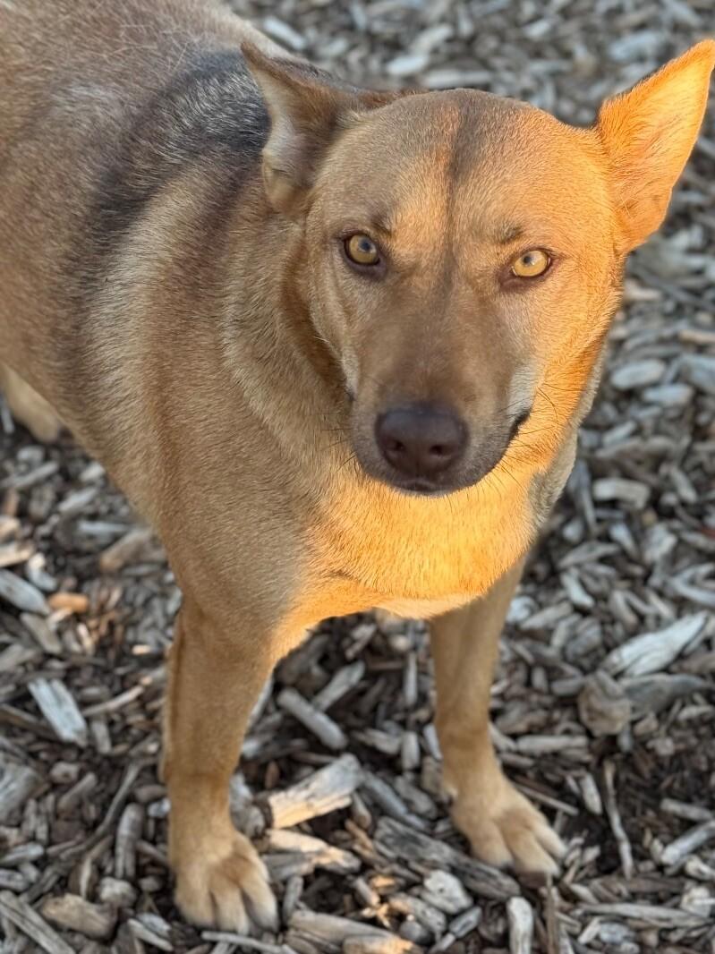 Blush, a Adoptable mixed breed in Windsor, CO image 5/6