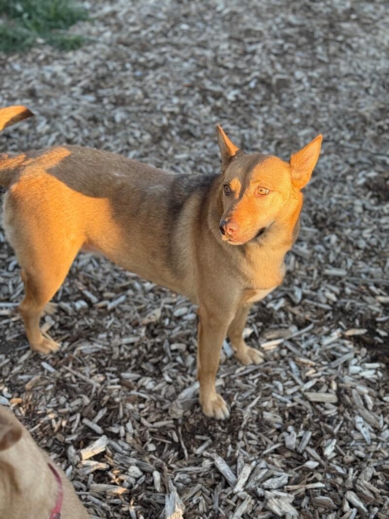 Blush, a Adoptable mixed breed in Windsor, CO image 6/6